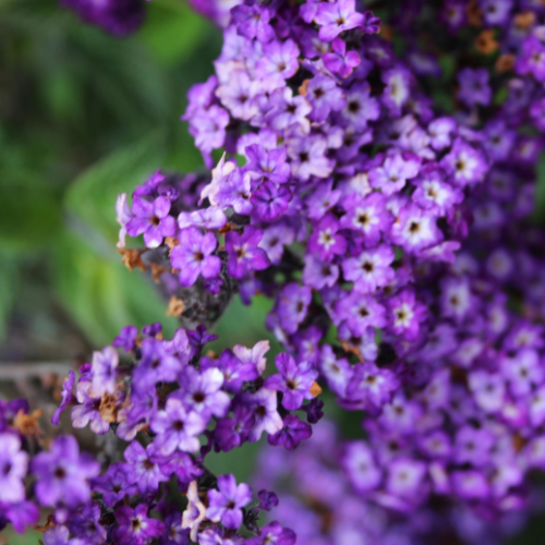 Fleur d'héliotrope