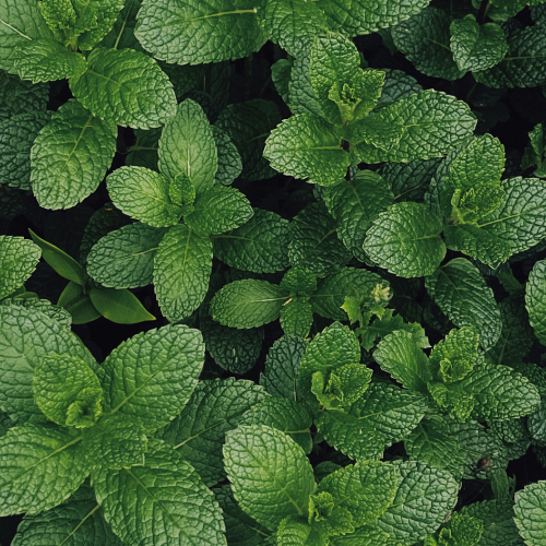 Menthe
