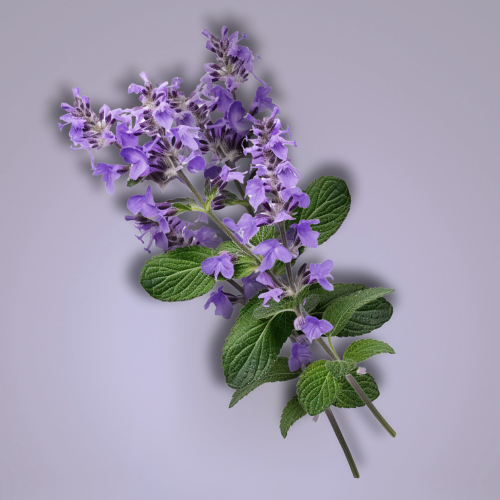 Patchouli